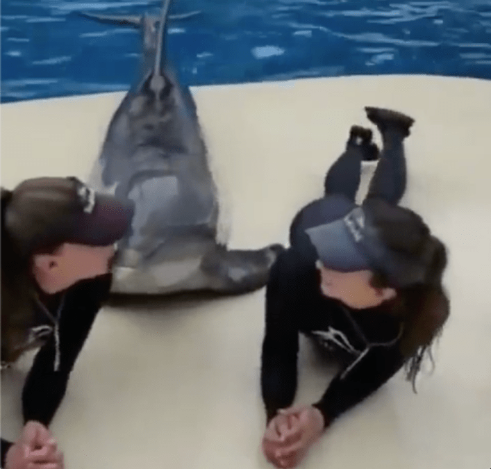 Dolphin kisses