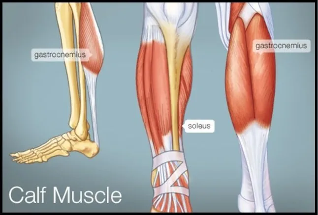 Calf muscle exercise