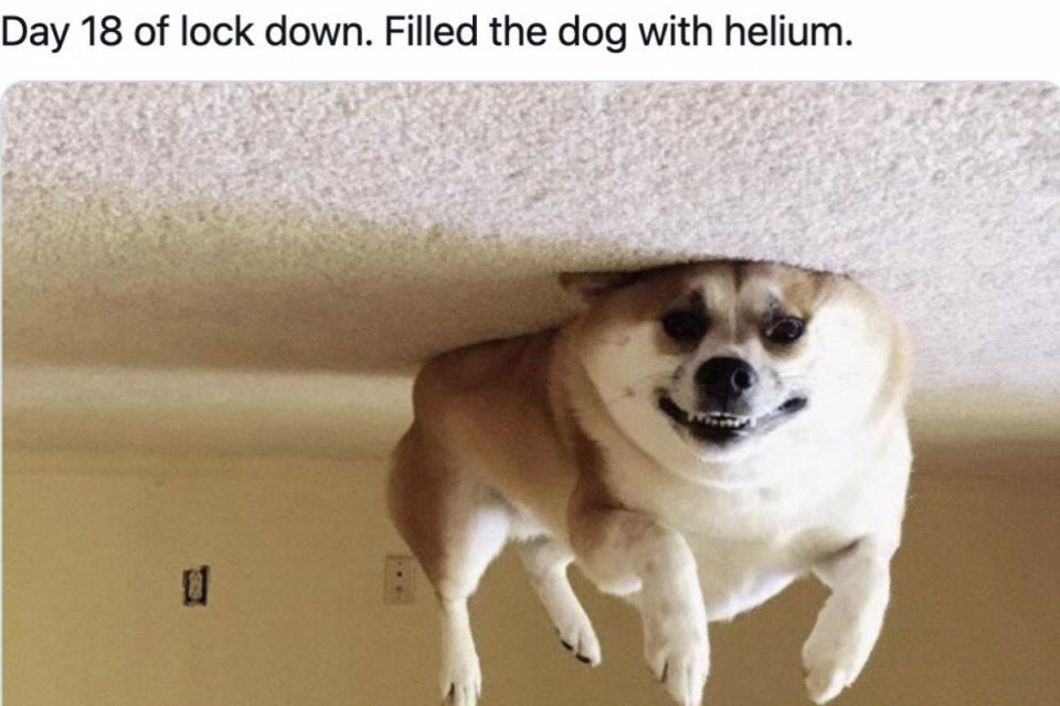 Dog-with-helium
