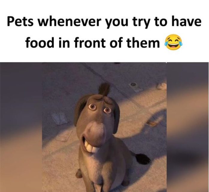 Pets whenever you try to have food in front of them